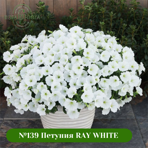 №139 Петуния RAY White 139/113