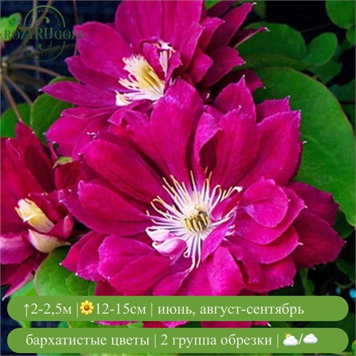 Клематис Акафуджи (Akafuji) usp25-60