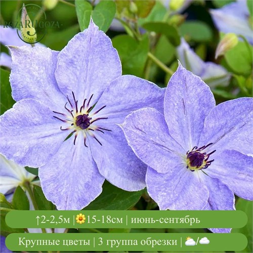 Клематис Скайфолл (Skyfall) usp25-70