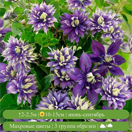 Клематис Тайга (Taiga) usp25-71