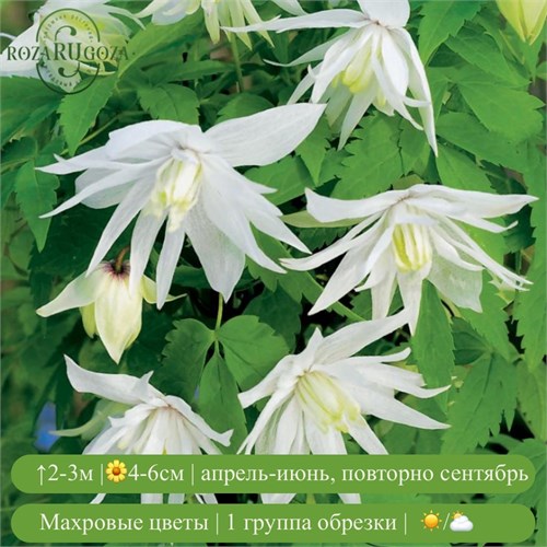 Клематис (княжик) Альбина Плена (Albina Plena) usp25-74