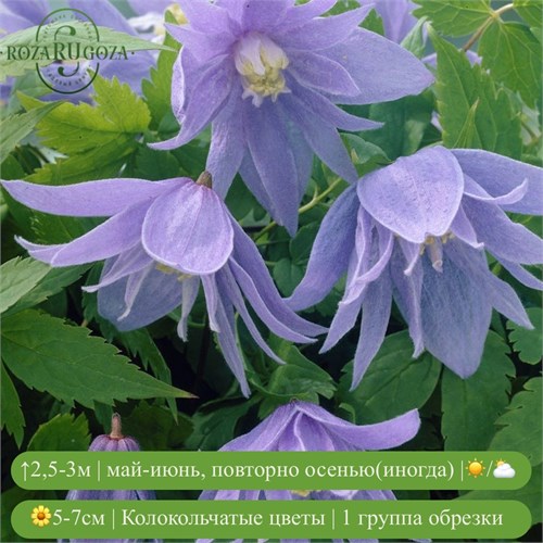 Клематис (княжик) Сесиль (Cecile) usp25-75