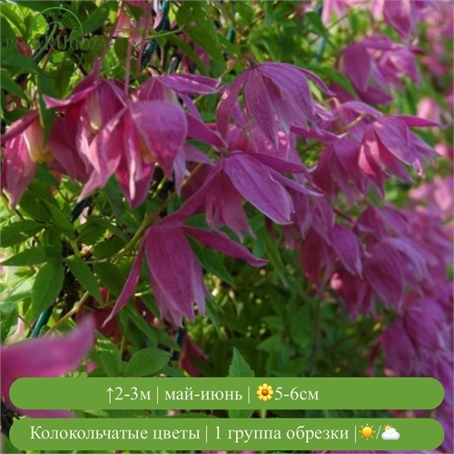 Клематис (княжик) Констанс (Constance) usp25-76