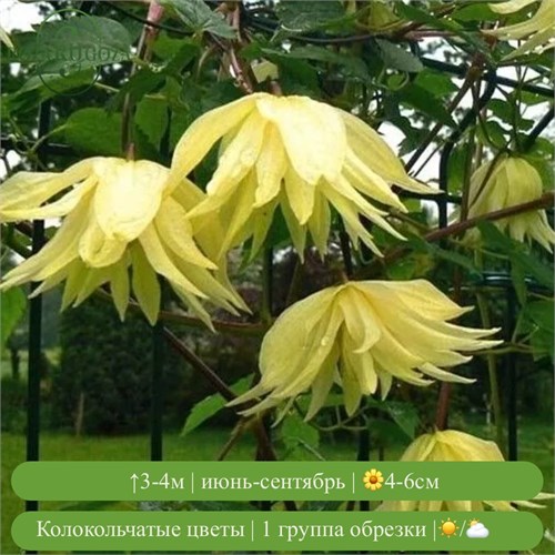 Клематис (княжик) Голден Дрим (Golden Dream) usp25-77