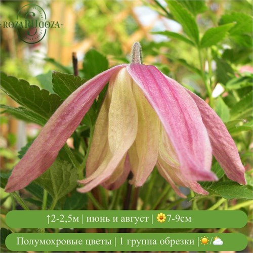 Клематис (княжик) Дженни (Janny) usp25-79