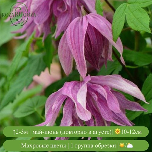 Клематис (княжик) Перпл Дрим (Purple Dream) usp25-90