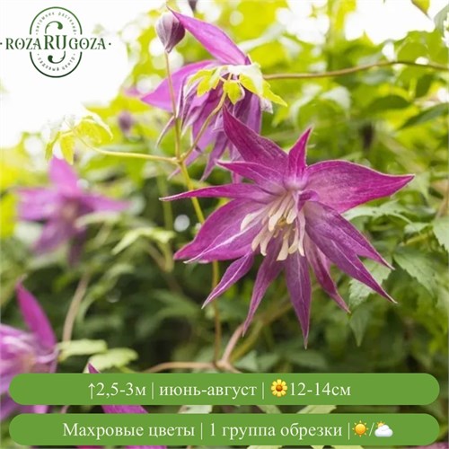 Клематис (княжик) Перпл Сюрпрайз (Purple Surprise) usp25-91