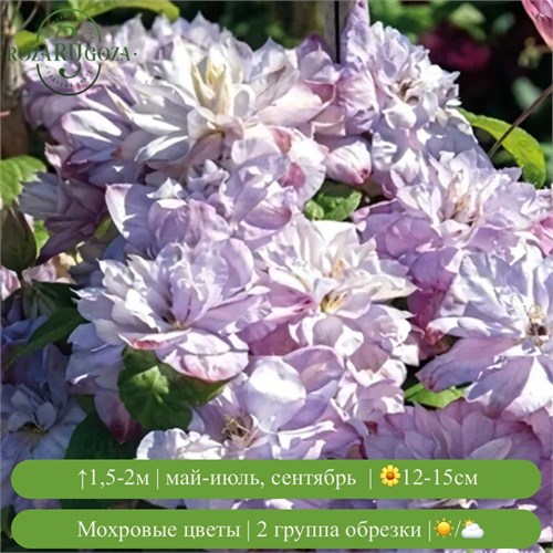 Клематис крупноцветковый Анна Чойс (Anna`s Choice) 25429