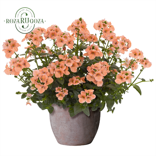 №28 Диасция DIVARA GIGA SALMON 28/1822