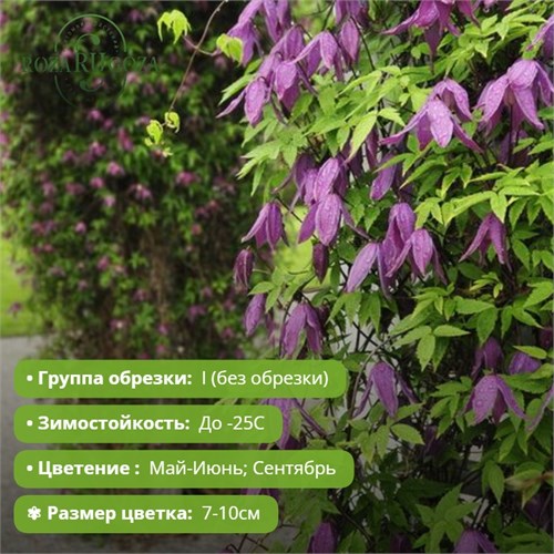 Клематис (княжик) Крегсайд (Cragside) 25430