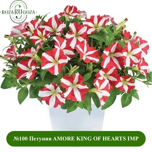 №100 Петуния AMORE KING OF HEARTS IMP. 3280