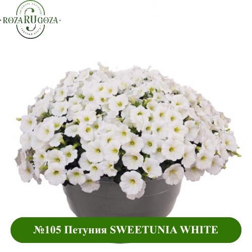 №105 Петуния SWEETUNIA WHITE 105/32287