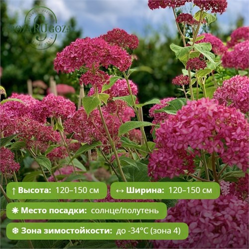 Гортензия древовидная Руби Аннабель (Ruby Annabelle) USP0326