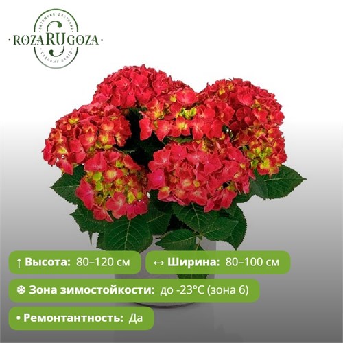 Гортензия крупнолистная Гортензия Хай® Торнадо (Hydrangea macrophylla Hi Tornado) USP-26-08