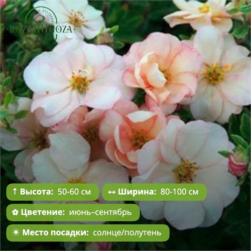 Лапчатка кустарниковая Пастель Дабл Панч (Double Punch Pastel) (10-20см) GO26-8