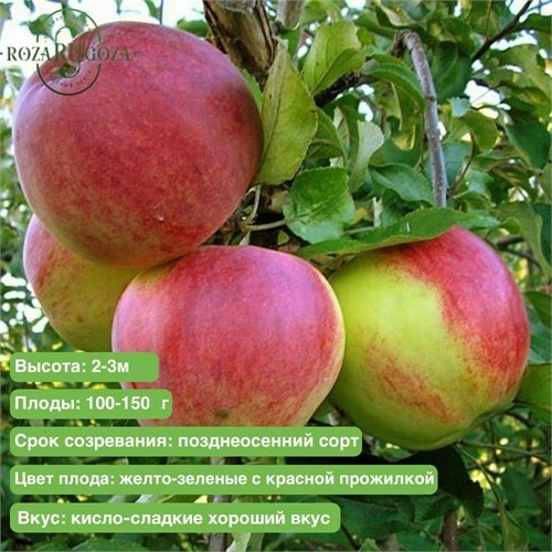 Яблоня Уэлси SPP_24_8