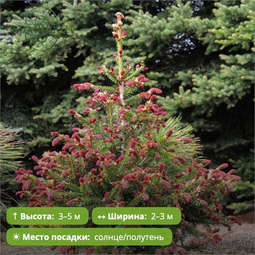 Ель обыкновенная Акрокона (Picea abies Acrocona) MSK-10.06-10