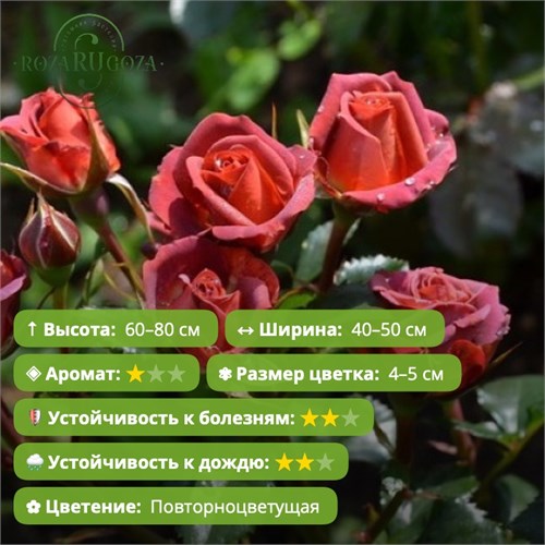 Роза спрей Чокочино (Chococcino)|Interplant Голландия, 2014 KW26-8