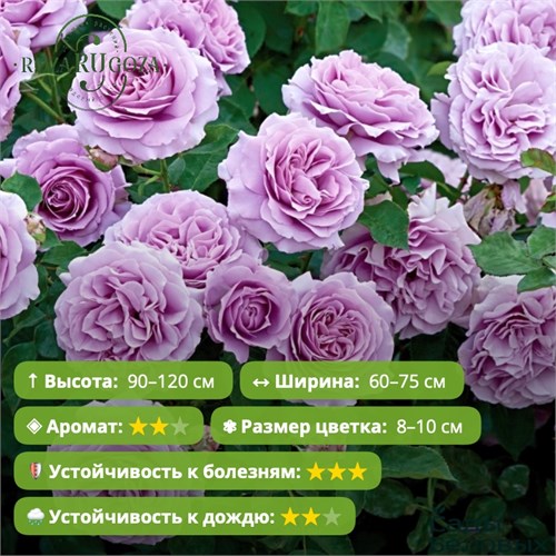 Роза флорибунда Лав Сонг (Love Song) | Tom Carruth, 2011 KW26-10