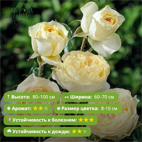Роза чайно-гибридная Шампань Мон д’Ор (Champagne Mont d'Or) | Lapperiere Франция, 2011 KW26-27