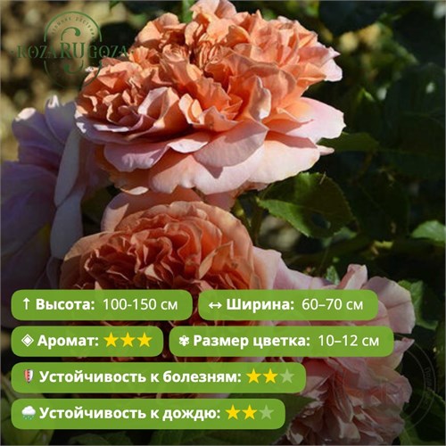 Роза кустовая Бель де Анжу (Belle d’Anjou) | Dominique Massad Франция, 2018 KW26-30