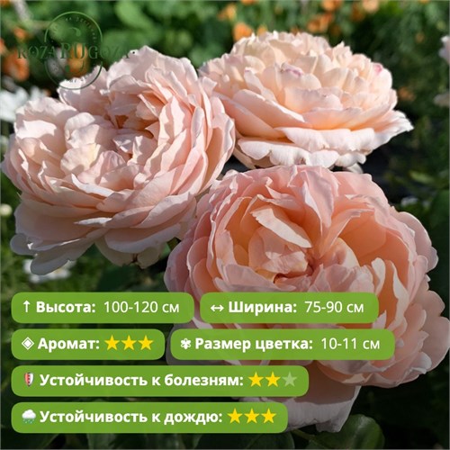 Роза кустовая Зе Леди Гарденер  (The Lady Gardener) | David Austin Великобритания, 2013 KW26-32