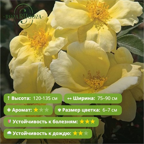 Роза кустовая Нокаут Cанни (Sunny Knock Out) | William J. Radler США, 2006 FS26-8