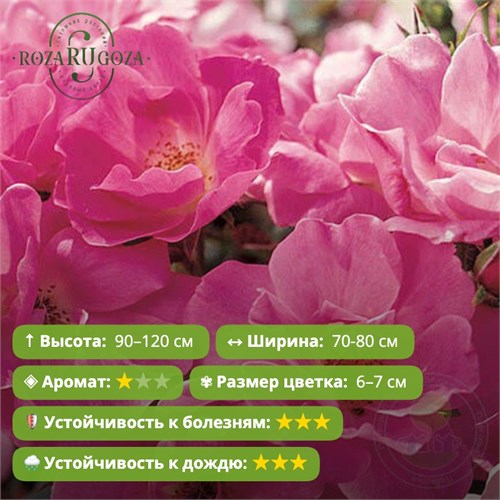 Роза кустовая Нокаут Пинк (Pink Knock Out) | Bill Radler США, 2006 FS26-10