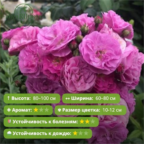Роза мускусный гибрид Аллевья (Allelyia) |Delbard Франция, 1982 FS26-17