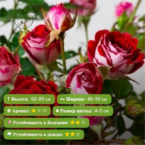 Роза спрей Руби Стар (Ruby Star) | Interplant Нидерланды FS26-27