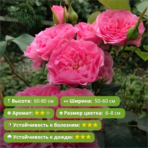 Роза флорибунда Ай Эм Гретифул (I Am Grateful) | Rosa Eskelund Hansen Дания, 2014 FS26-30