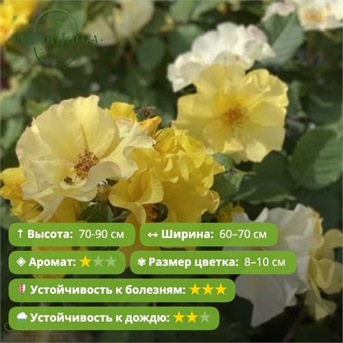 Роза флорибунда Али Дорате (Ali Dorate) | Barni Италия, 2009 FS26-31