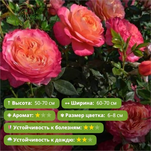 Роза флорибунда Бриоза (Briosa) | Vittorio Barni Италия, 1990 FS26-38