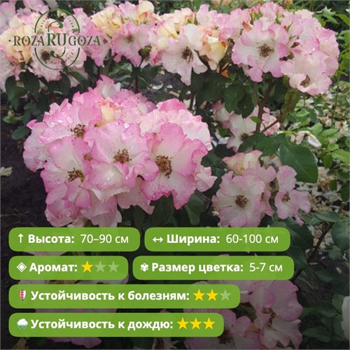 Роза флорибунда Лиола (Liola) | Enrico Barni Италия, 2003 FS26-49
