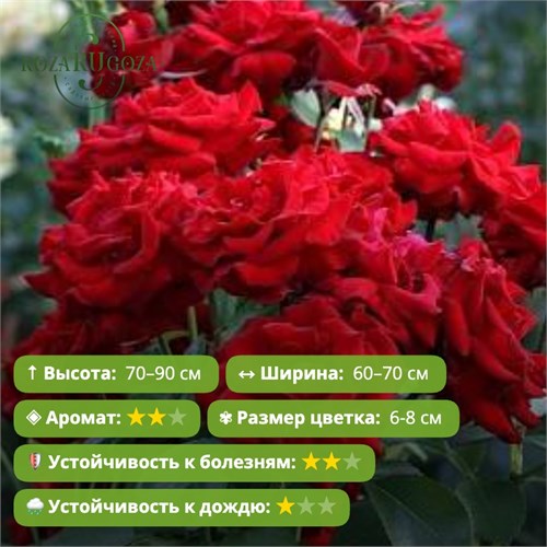 Роза флорибунда Никколо Паганини (Niccolo Paganini) | Meilland Франция, 1991 FS26-53