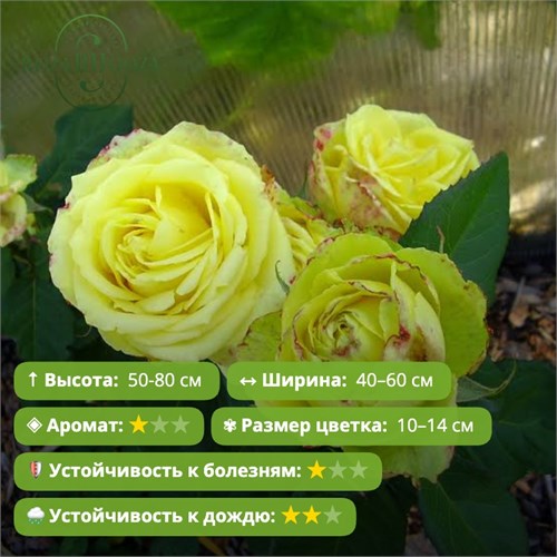 Роза чайно-гибридная Амандина (Amandine) | Olij Rozen Alex26-1