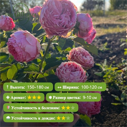 Роза спрей Баззи Маджента (Buzzy Magenta)|Франция FS26-24