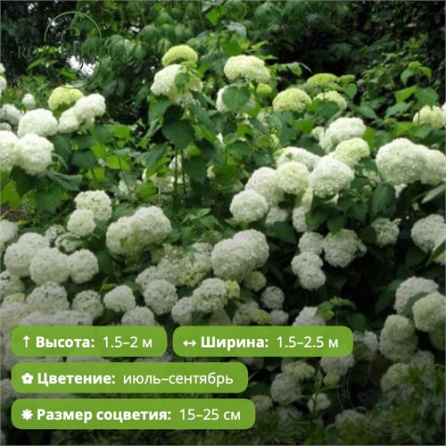 Гортензия древовидная Грандифлора (Grandiflora) RYCHIC1-26