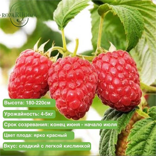 Малина Глен Файн (Glen Fyne) 29840