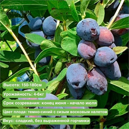 Жимолость Блю Треже (Blue Treasure) 29843