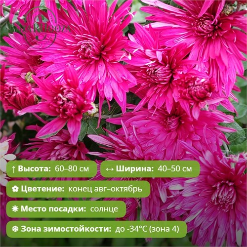 Хризантема корейская Шалунья 29850