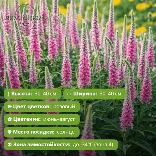 Вероника колосковая Анниверсари Нью Роуз (Anniversary New Rose) 29856