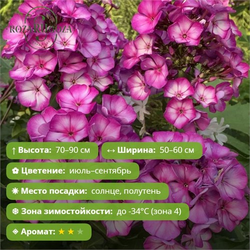 Флокс метельчатый Свит Саммер Фентези (Sweet Summer Fantasy) 29857