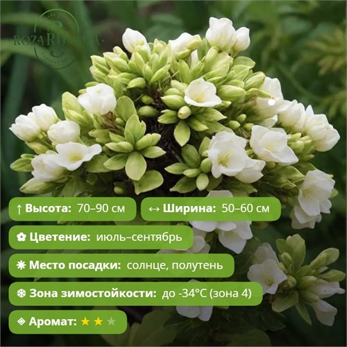 Флокс метельчатый Бабье Лето (Babje Leto) 29858