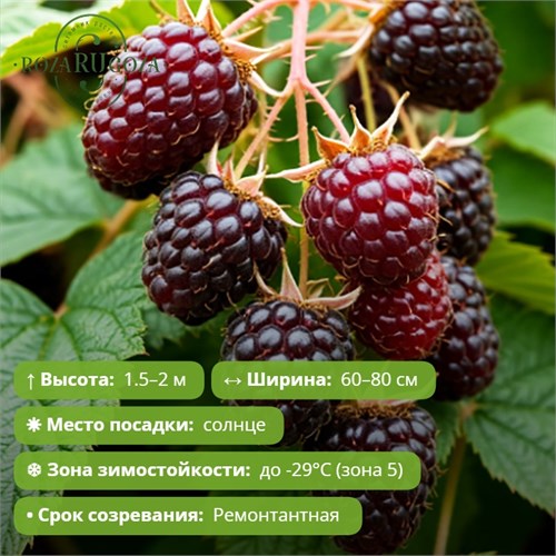 Малина Хебан (Heban) 29866