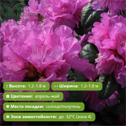 Рододендрон ПиДжейЭм Элит-1 29867