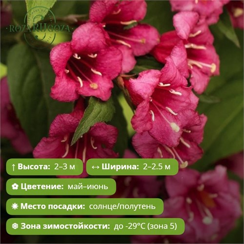 Вейгела Бристол Руби (Bristol Ruby) 29870