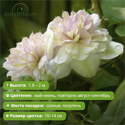 Клематис Инносент Блаш (Innocent Blush) usp25-62