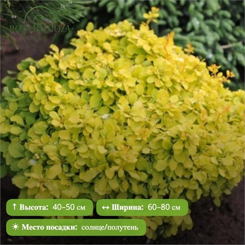 Барбарис Голден Наггет (Golden Nugget) 29880