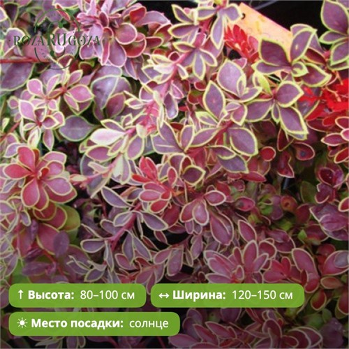 Барбарис Тунберга Коронита (Coronita) RR11-23-9